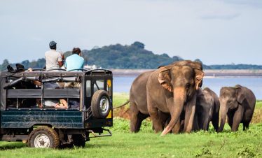 Elephants-in-Minneriya-National-Park