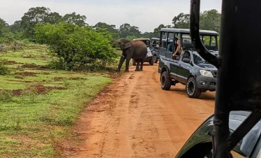 Watching-an-elephant-eat-from-a-tree-from-our-jeep-in-Yala-National-Park-Sri-Lanka.jpg